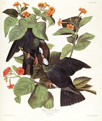 Гълъб с бяла корона. От Птиците на Америка (Амстердамское издание)