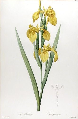 Iris Pseudacorus / Ирис с изкуствена кост